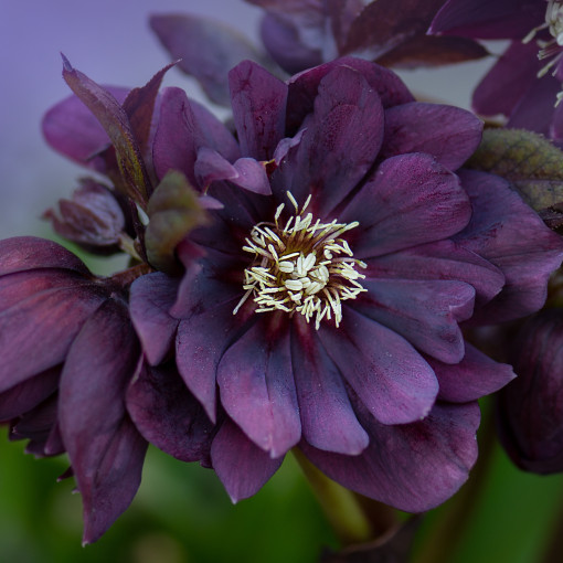 Ciemiernik wschodni 'Double Ellen Purple'