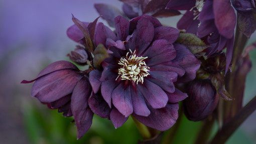 Ciemiernik wschodni 'Double Ellen Purple'