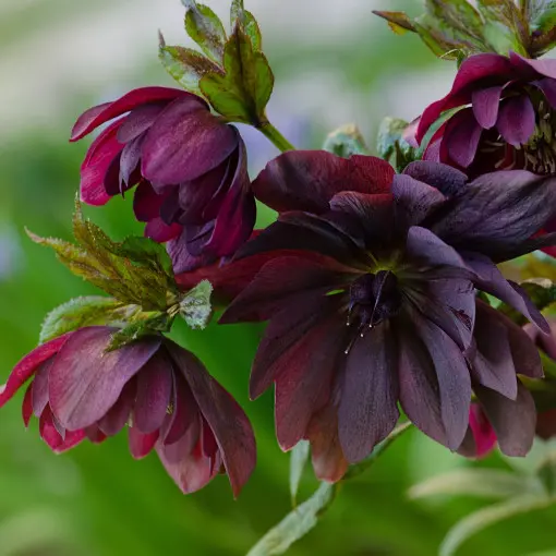 Ciemiernik wschodni 'Double Ellen Purple'