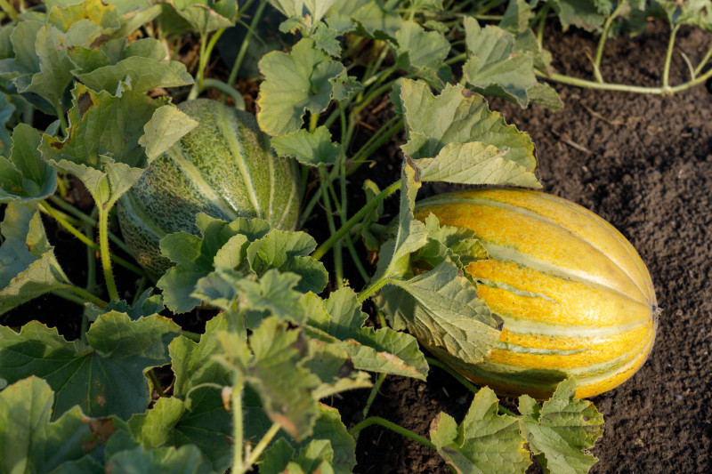 Melon w ogrodzie