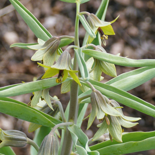Szachownica Sewerzowa / Fritillaria sewerzowii