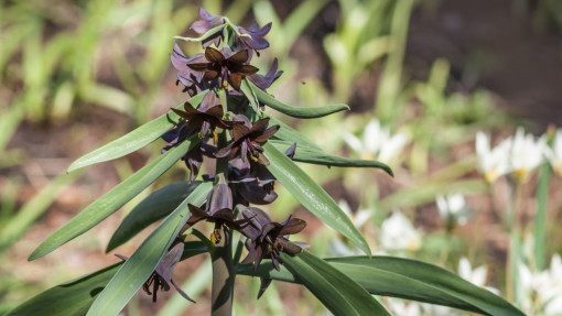 Szachownica Sewerzowa / Fritillaria sewerzowii