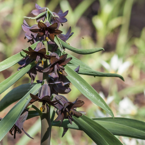 Szachownica Sewerzowa / Fritillaria sewerzowii