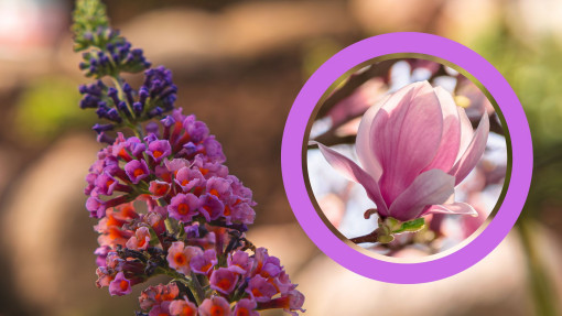 To top 3 rośliny, które urzekają zapachem jak lilak. Przyciągają jak luksusowe perfumy
