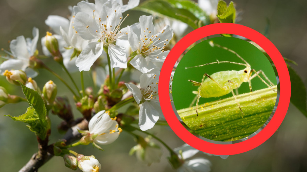 Mszyce na kwiatach i pąkach czereśni