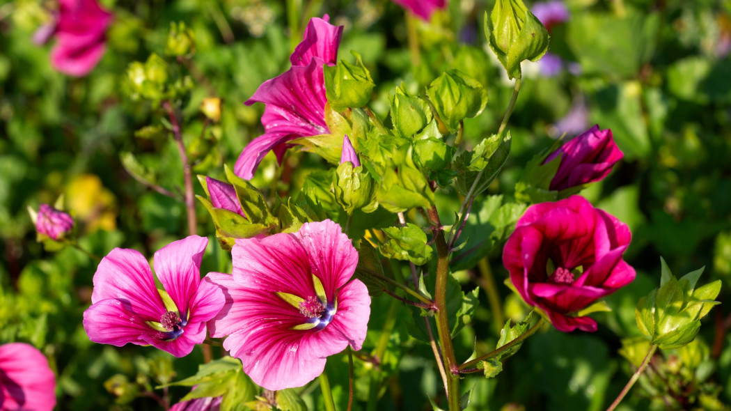 Ślęzawa trójwrębna (Malope trifida)
