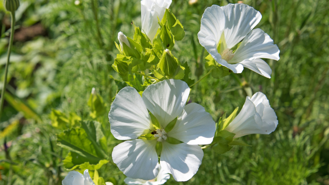 Ślęzawa trójwrębna (Malope trifida)