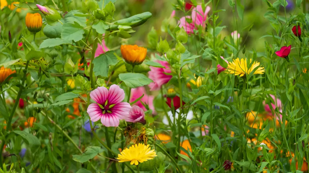 Ślęzawa trójwrębna (Malope trifida)