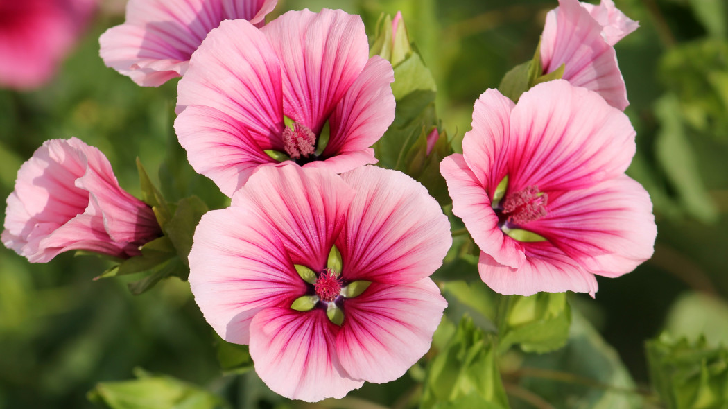 Ślęzawa trójwrębna (Malope trifida)