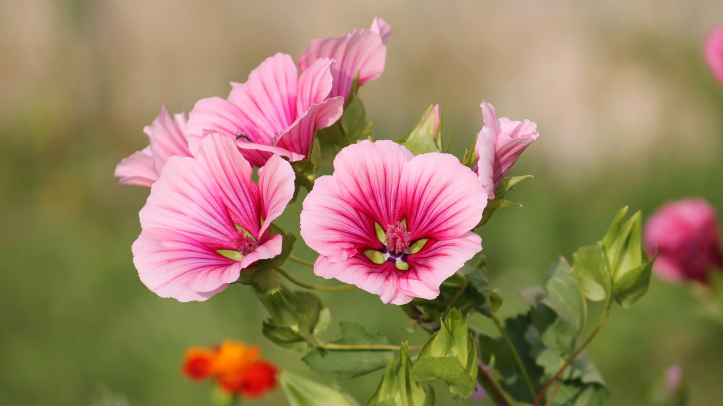 Ślęzawa trójwrębna (Malope trifida)