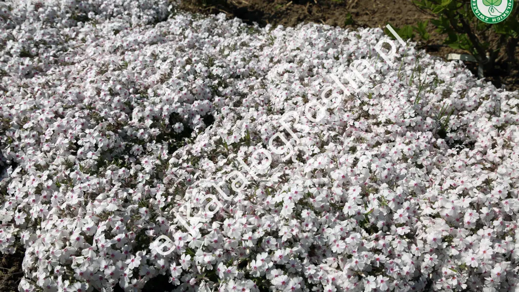 floks (Phlox) Amazing Grace Subulata Group 