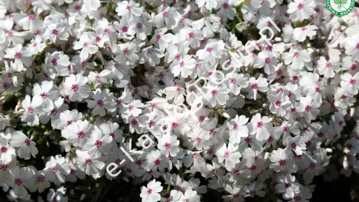 Floks 'Amazing Grace'