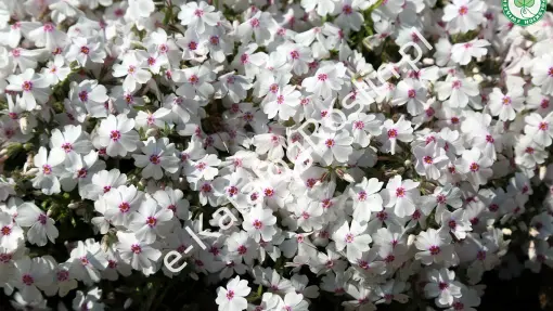 Floks 'Amazing Grace'