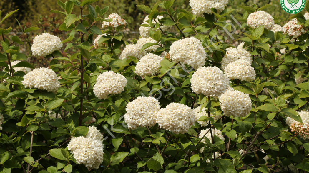 kalina angielska (Viburnum ×carlcephalum) Fot. Grzegorz Falkowski ZSzP
