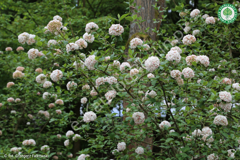 Kalina angielska (Viburnum xcarlcephalum) kwitnąca w maju na biało w ogrodzie