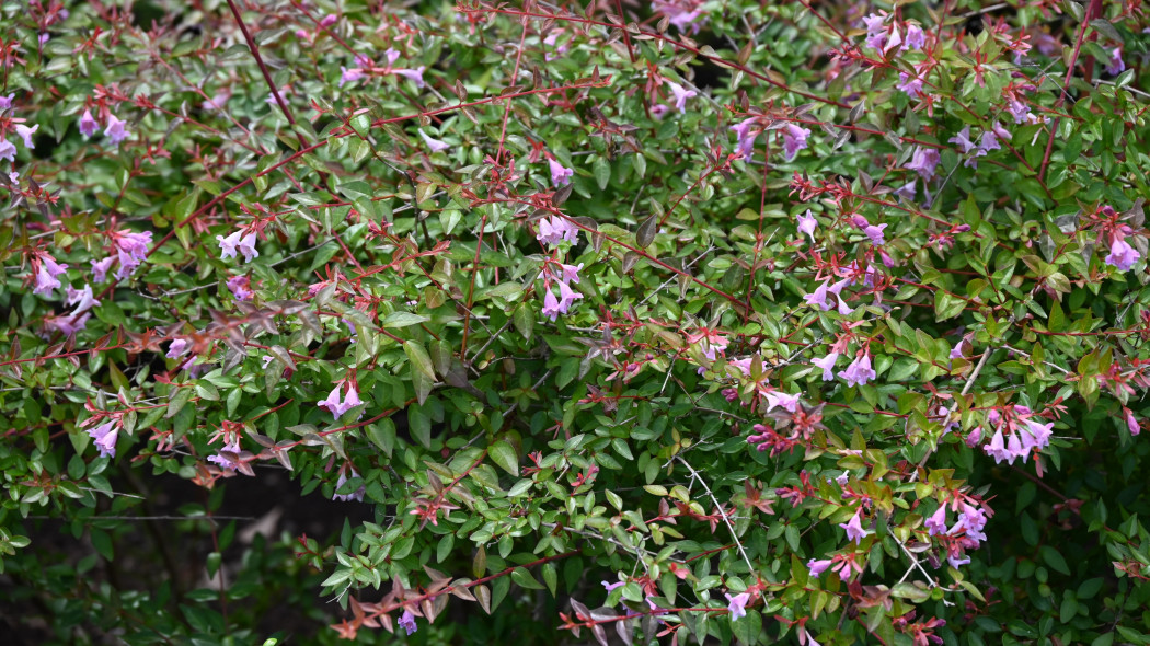 Abelia