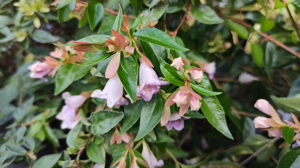 Abelia 'Edward Goucher'