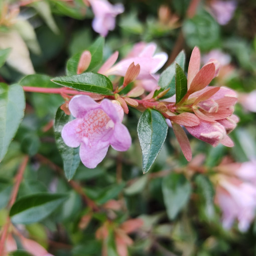 Abelia 'Edward Goucher'