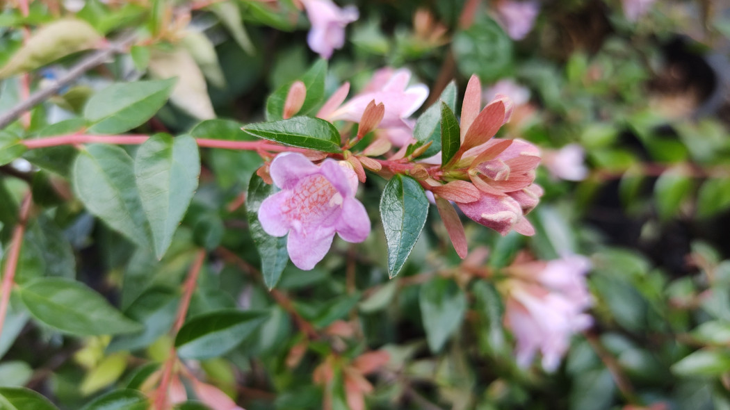 Abelia 'Edward Goucher'
