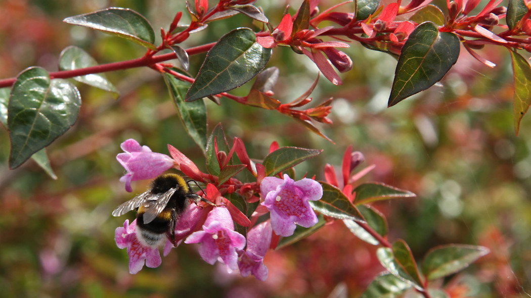 Abelia 'Edward Goucher'