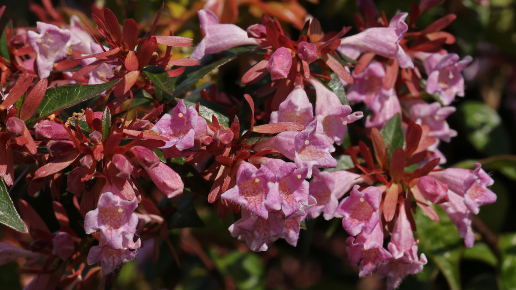 Abelia 'Edward Goucher'