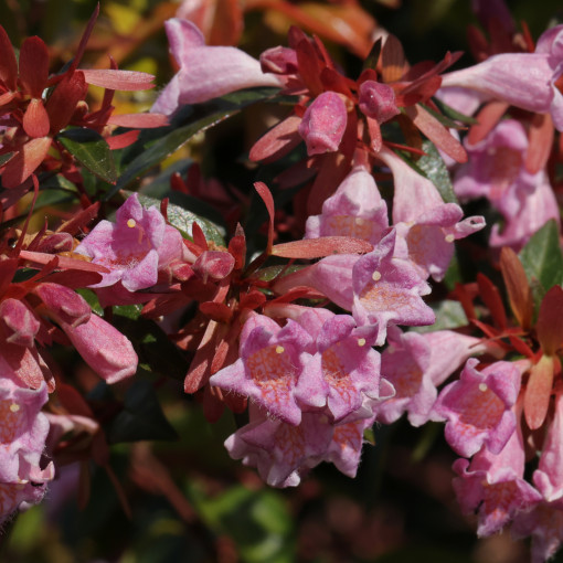Abelia 'Edward Goucher'