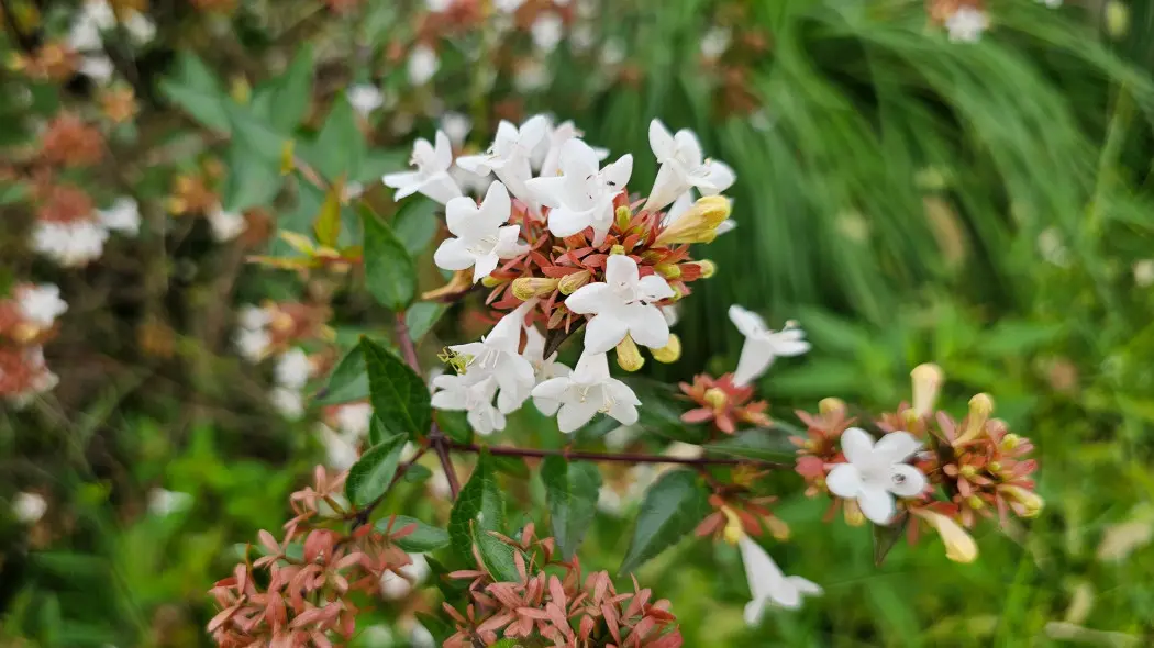 Abelia mosańska