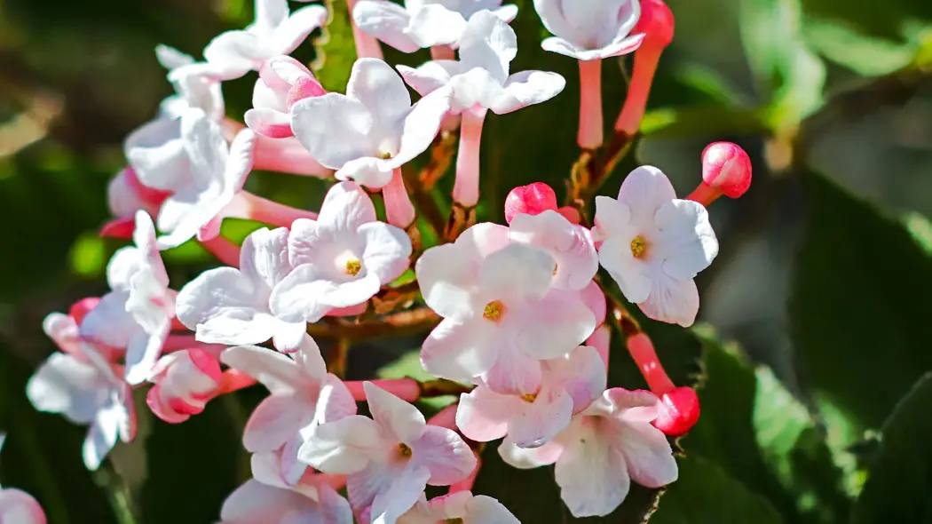 Abelia mosańska