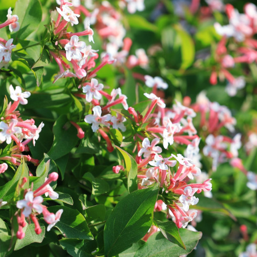 Abelia mosańska