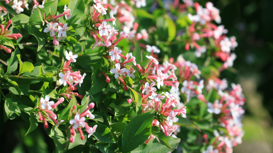 Abelia mosańska