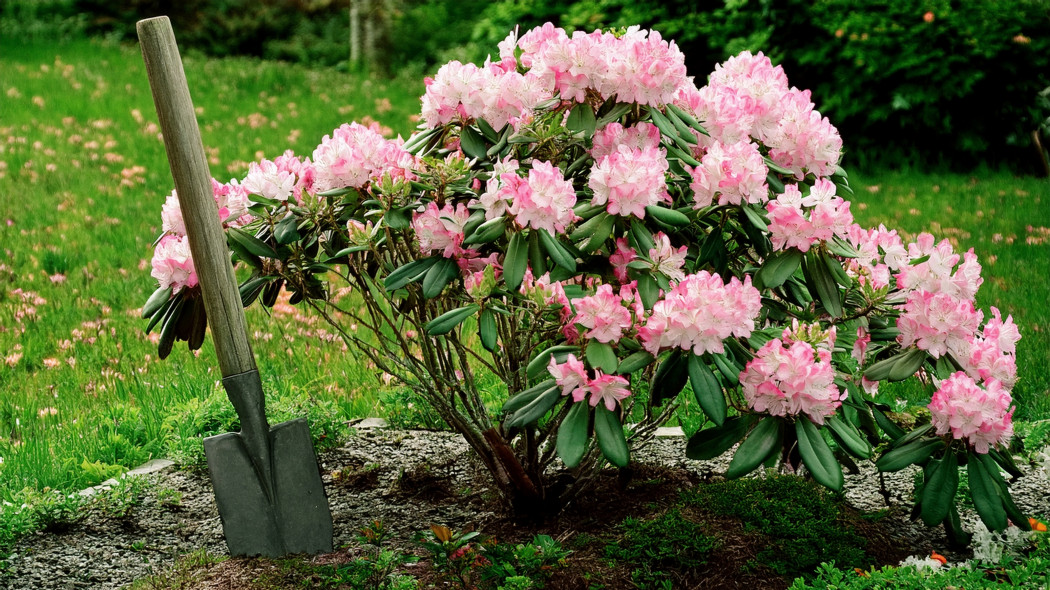 Przesadzanie rododendrona