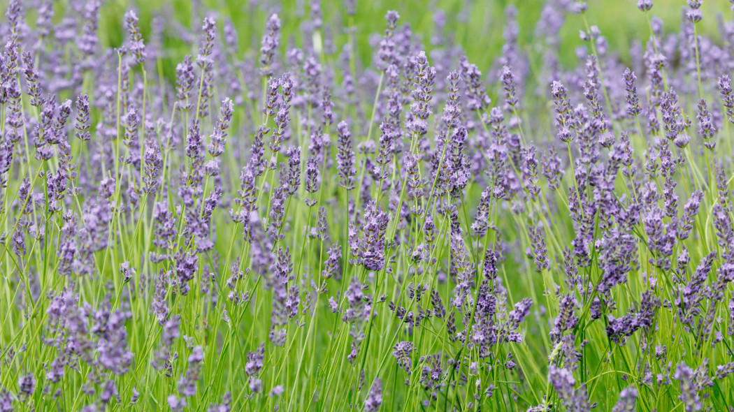 Lawenda pośrednia (Lavandula ×intermedia)