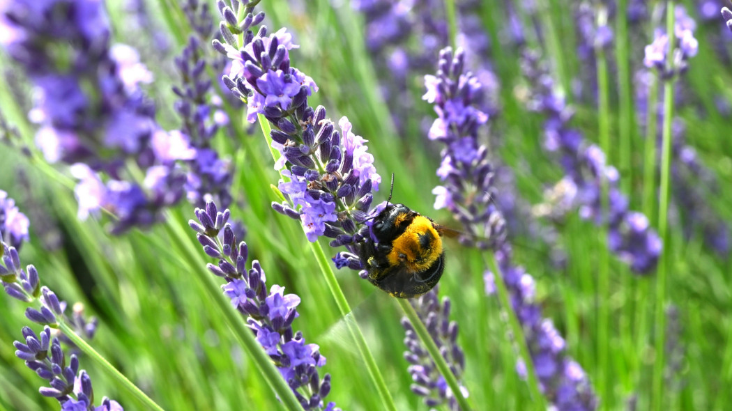 Lawenda pośrednia (Lavandula ×intermedia)