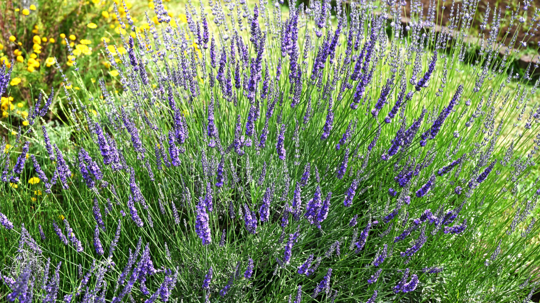 Lawenda pośrednia (Lavandula ×intermedia)