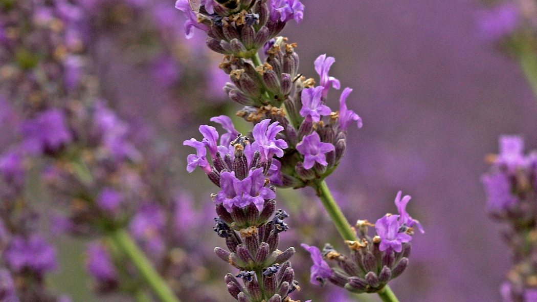 Lawenda pośrednia (Lavandula ×intermedia)