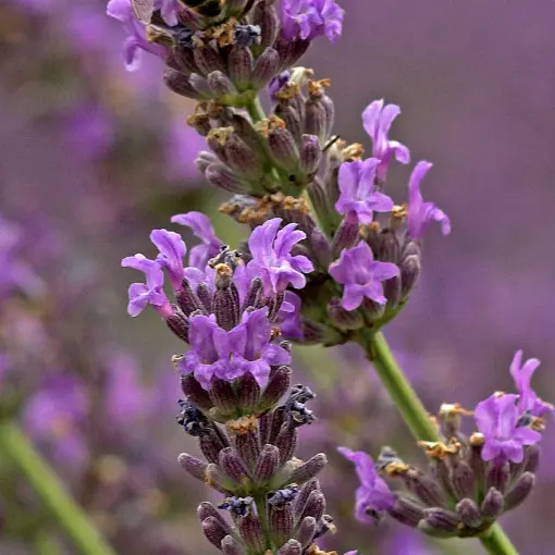 Lawenda pośrednia