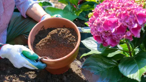Fusy z kawy zmienią kolor hortensji – efekt zobaczysz z dnia na dzień