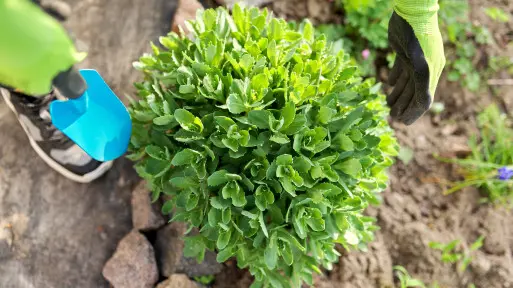 Sadzenie rozchodników w ogrodzie i donicach. Jak to robić, by zdrowo i pięknie rosły?