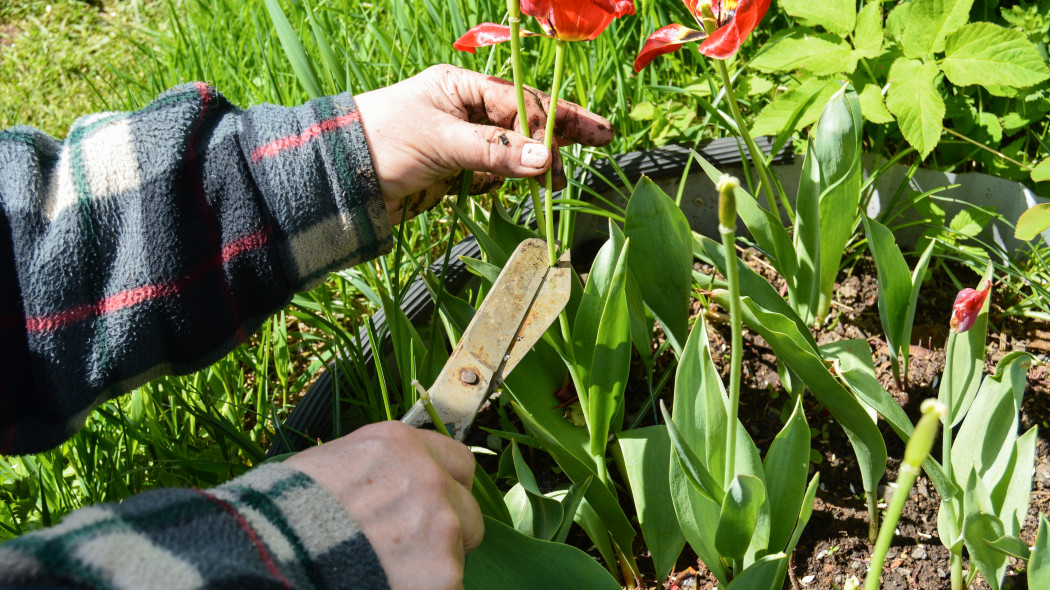 Pielęgnacja tulipanów po przekwitnięciu krok po kroku. Zrób, gdy tylko przekwitną. Za rok będą jeszcze piękniejsze