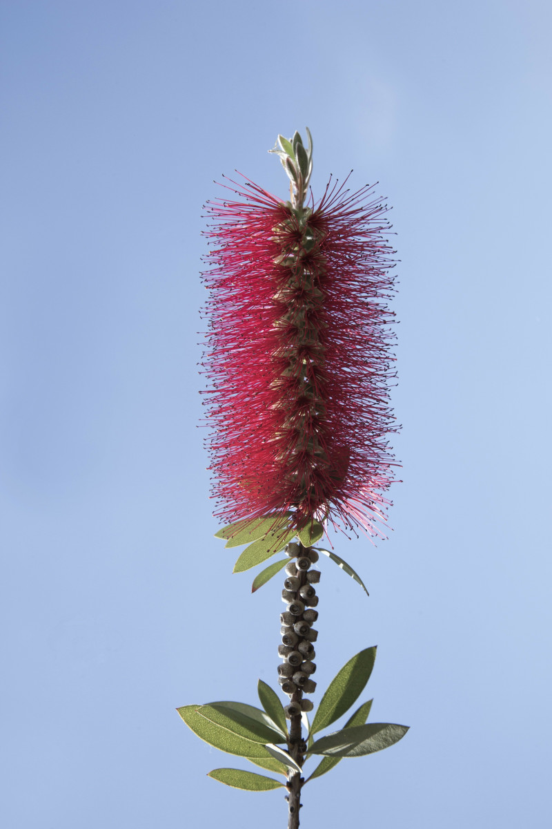 Oryginalny kwiat kuflika cytrynowego