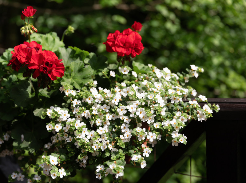 Kontrastowa kompozycja z czerwonymi pelargoniami i białą bakopą. Zwisające pędy tworzą elegancką kaskadę na tle zieleni ogrodu.