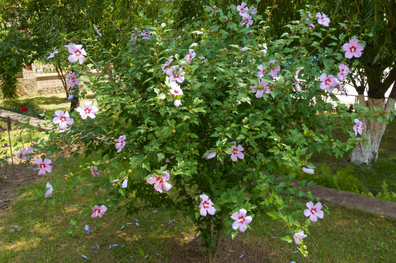 Ketmia syryjska (Hibiscus syriacus)