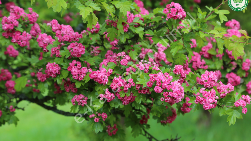głóg pośredni Crataegus media Paul Scarlet