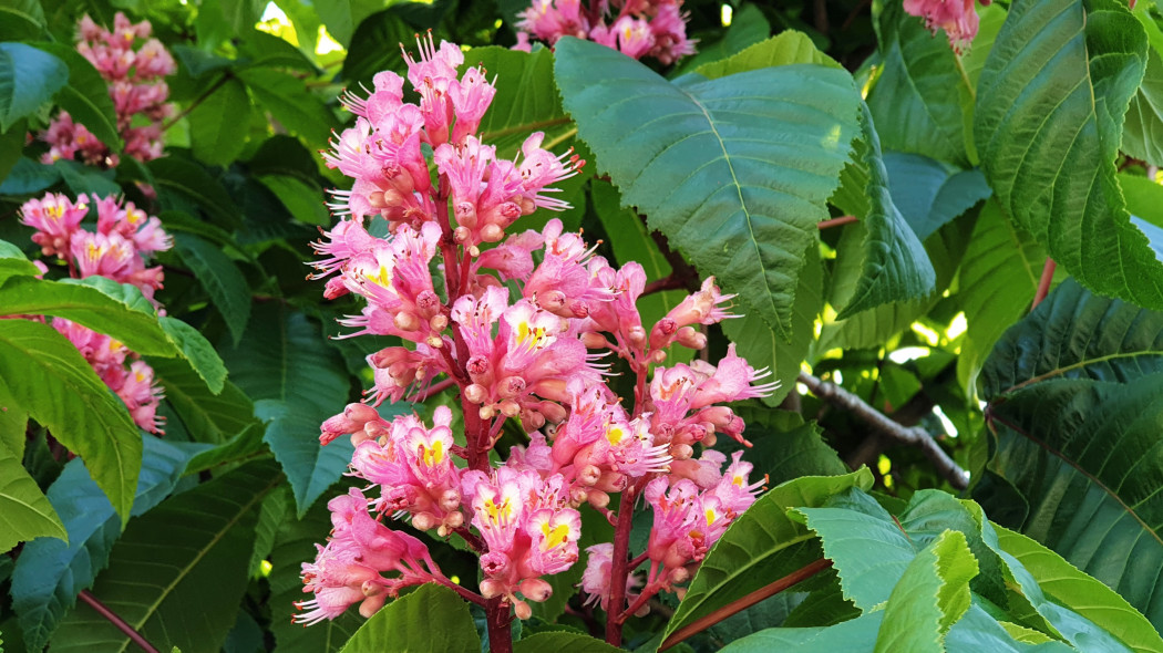 Kasztanowiec krwisty Aesculus pavia