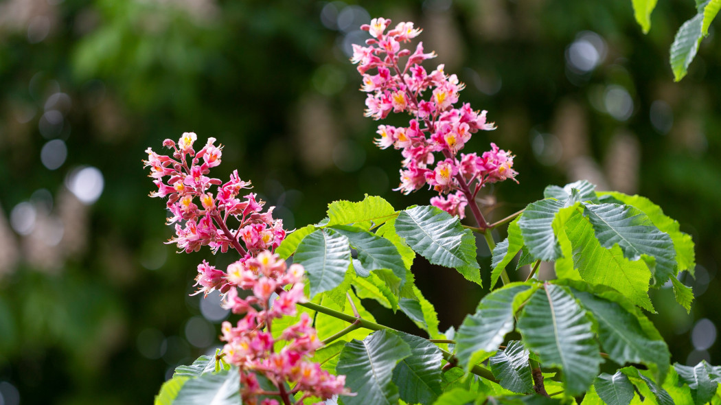 Kasztanowiec krwisty Aesculus pavia