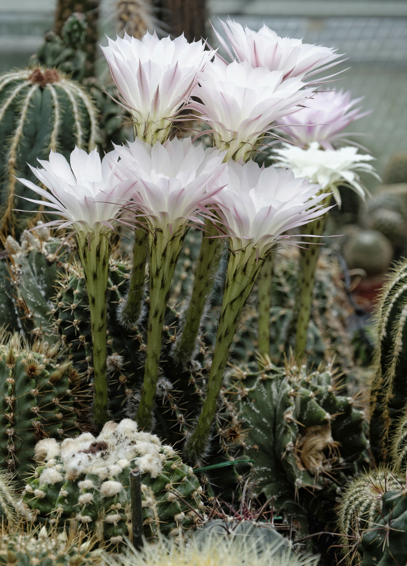 Echinopsis Eyriesa, przegorzaniec Eyriesa (Echinopsis oxygona)