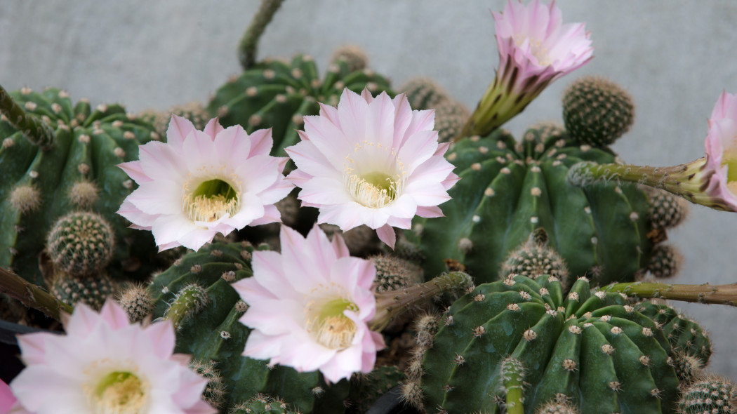 Echinopsis, jak pielęgnować, by kwitł