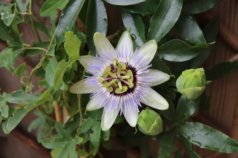 Passiflora, męczennica