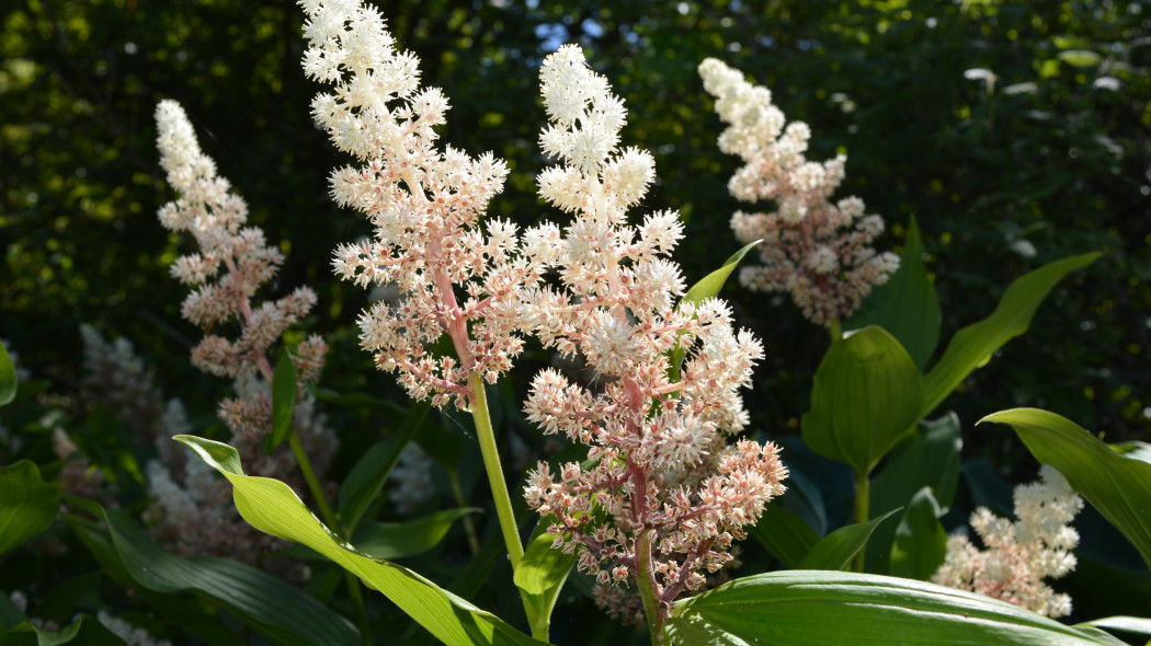 Majówka groniasta (Maianthemum racemosum)