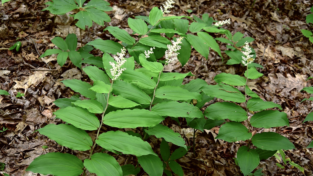 Majówka groniasta (Maianthemum racemosum)